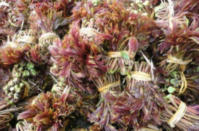 三月中旬，香椿大量上市，吃新鲜香椿要有“5忌”，不懂别乱吃