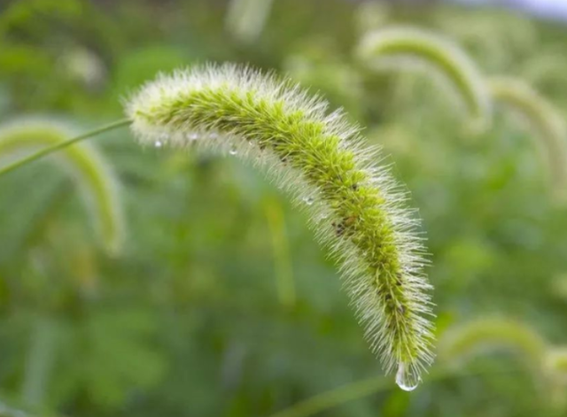 “狗尾巴草”其实是个宝，用来煮水喝，或能帮助解决这4个问题