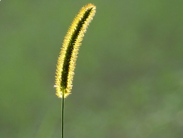 “狗尾巴草”其实是个宝，用来煮水喝，或能帮助解决这4个问题
