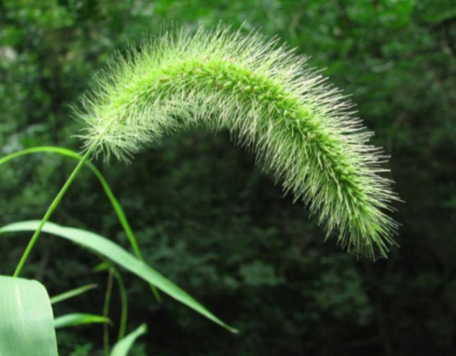“狗尾巴草”其实是个宝，用来煮水喝，或能帮助解决这4个问题
