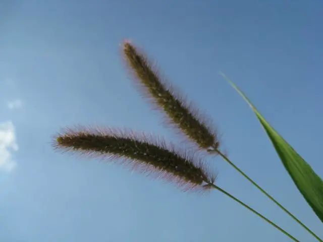 “狗尾巴草”其实是个宝，用来煮水喝，或能帮助解决这4个问题