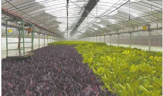 消化科医生提醒：这3类蔬菜，“倒贴钱”也别吃，尽快告知家人