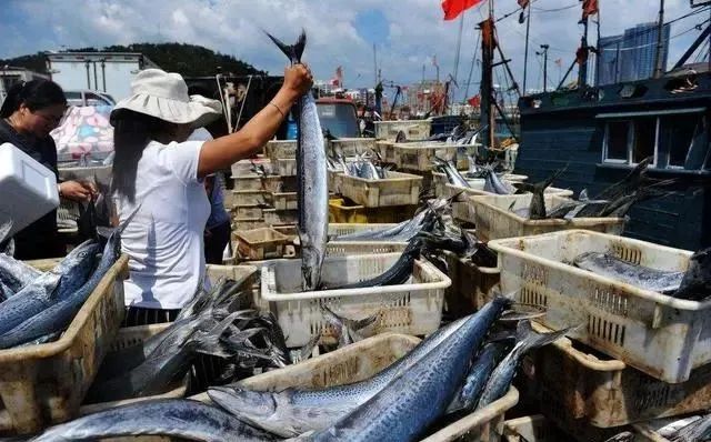 春季吃鱼，这5种鱼都是野生海鱼，不能人工养殖，遇到可别错过