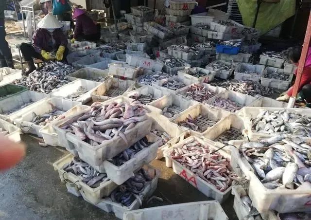 春季吃鱼，这5种鱼都是野生海鱼，不能人工养殖，遇到可别错过