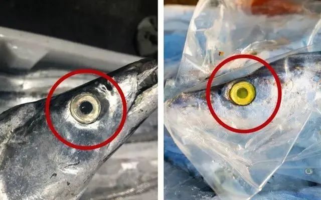 春季吃鱼，这5种鱼都是野生海鱼，不能人工养殖，遇到可别错过