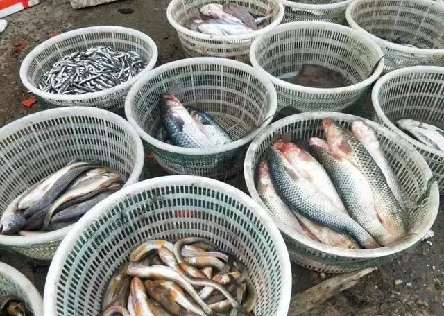 春季吃鱼，这5种鱼都是野生海鱼，不能人工养殖，遇到可别错过