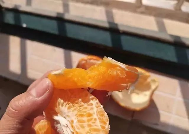 买丑橘，挑大挑小都不对，老果农：牢记4点，入口化渣一挑一个甜