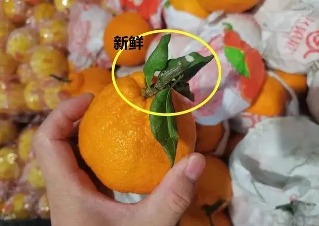 买丑橘，挑大挑小都不对，老果农：牢记4点，入口化渣一挑一个甜
