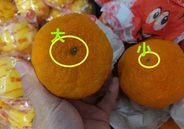 买丑橘，挑大挑小都不对，老果农：牢记4点，入口化渣一挑一个甜