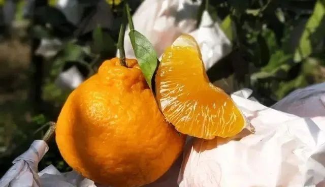 买丑橘，挑大挑小都不对，老果农：牢记4点，入口化渣一挑一个甜