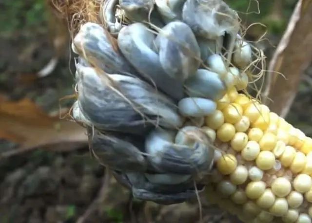 “一级致癌物”公布，世卫组织呼吁尽量少食用，看完请转告父母