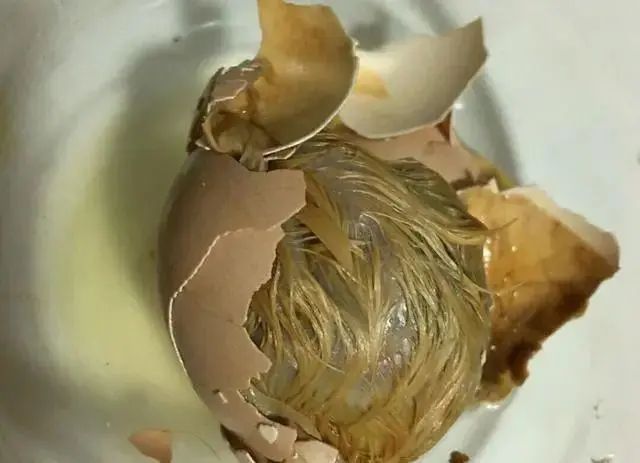 毛鸡蛋与活珠子有什么区别？比鸡蛋有营养？这些年才发现吃错了