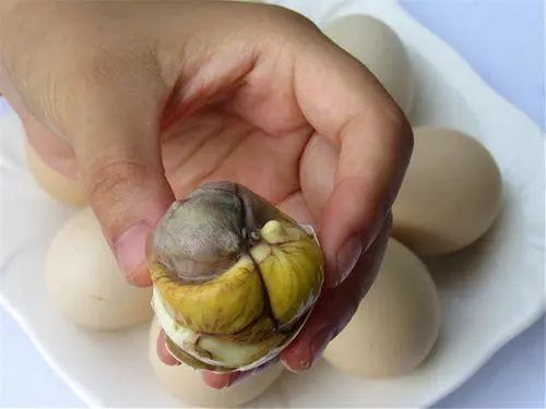 毛鸡蛋与活珠子有什么区别？比鸡蛋有营养？这些年才发现吃错了
