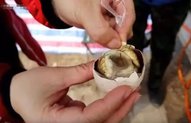 毛鸡蛋与活珠子有什么区别？比鸡蛋有营养？这些年才发现吃错了