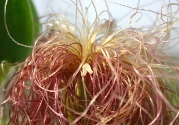 黄芪和它是“天作之合”，坚持泡水喝，或让血管通畅，睡眠也好了