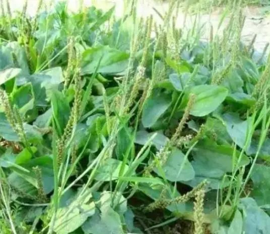 “车前草”是个宝？把它来泡水喝，或能解决这6个问题