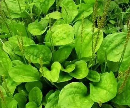“车前草”是个宝？把它来泡水喝，或能解决这6个问题