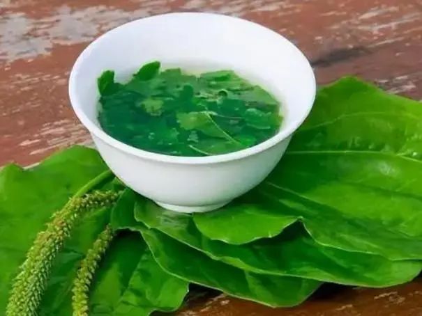 “车前草”是个宝？把它来泡水喝，或能解决这6个问题