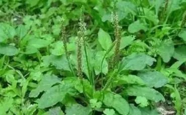 “车前草”是个宝？把它来泡水喝，或能解决这6个问题