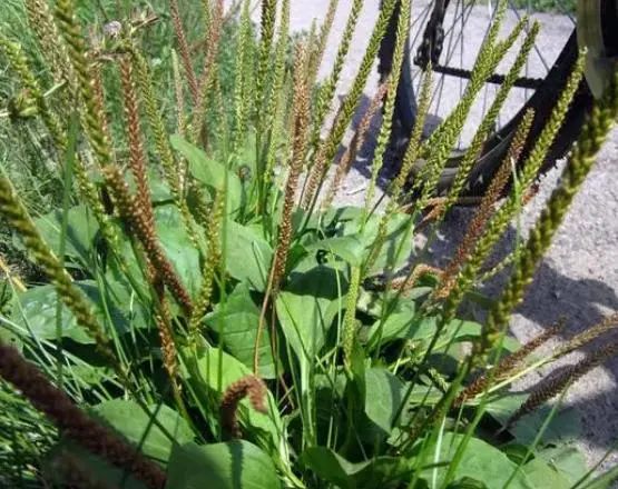 “车前草”是个宝？把它来泡水喝，或能解决这6个问题