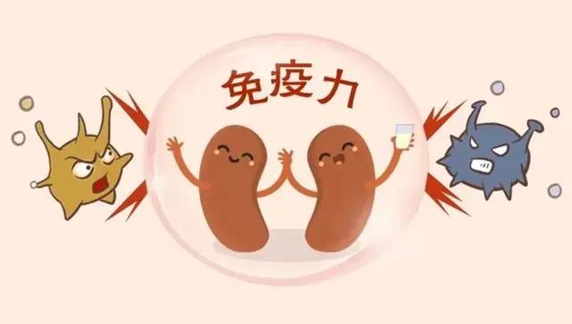 经常喝黄芪水，人为什么会变瘦？注意：黄芪水的副作用，别忽视