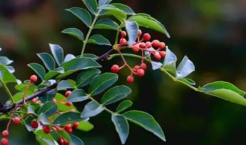 糖，是癌细胞的“催化剂”？医生：不想癌细胞活跃，少吃4物