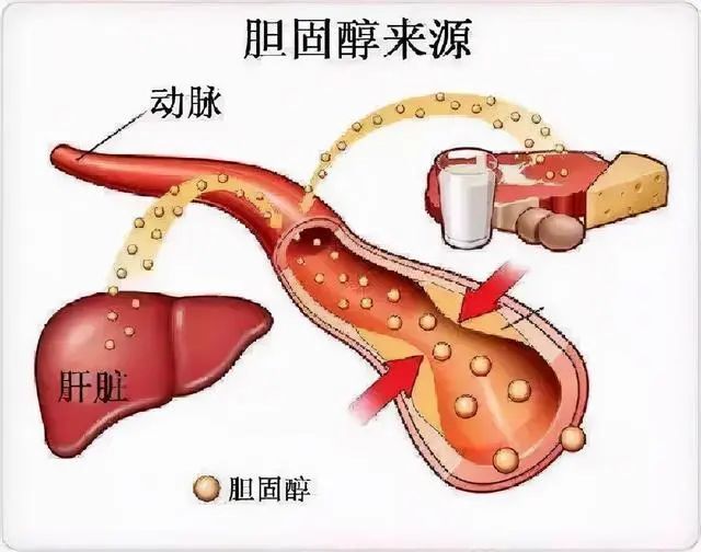 被冤枉的鸡蛋黄告诉你：一天最多可以吃几个鸡蛋？看完涨知识