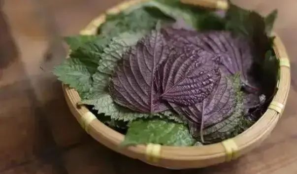 “紫苏”是个宝，用它来泡水喝，或能帮助解决这5个问题