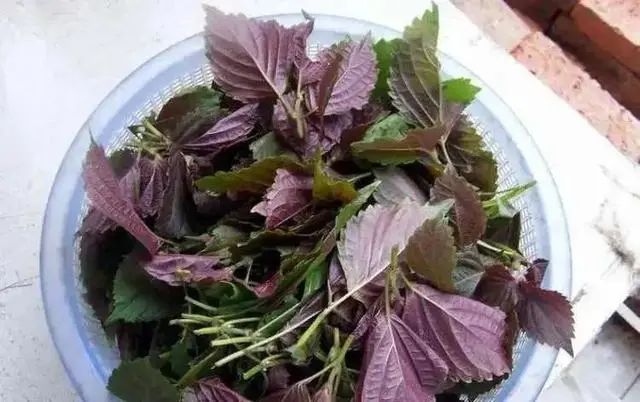 “紫苏”是个宝，用它来泡水喝，或能帮助解决这5个问题