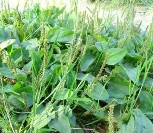 “车前草”是个宝，用它来泡水喝，或能帮助解决这6个问题