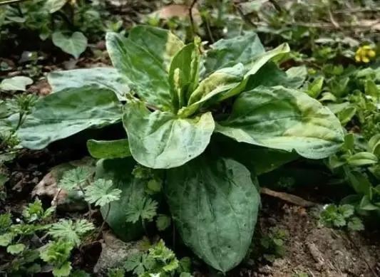 “车前草”是个宝，用它来泡水喝，或能帮助解决这6个问题
