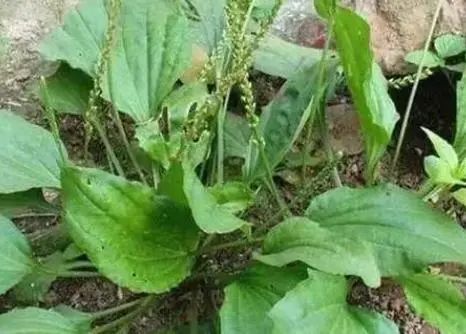 “车前草”是个宝，用它来泡水喝，或能帮助解决这6个问题