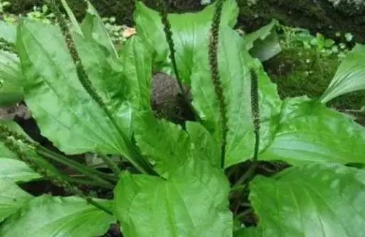 “车前草”是个宝，用它来泡水喝，或能帮助解决这6个问题