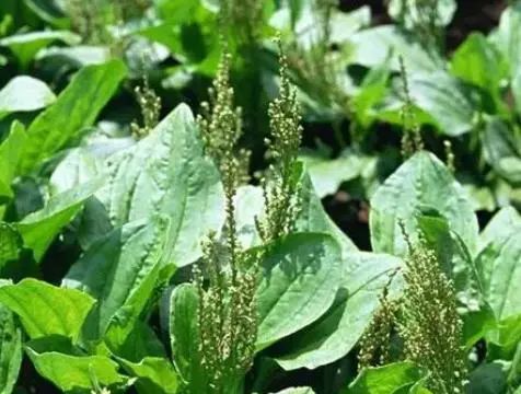 “车前草”是个宝，用它来泡水喝，或能帮助解决这6个问题