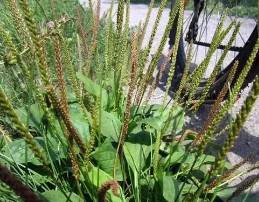 “车前草”是个宝，用它来泡水喝，或能帮助解决这6个问题