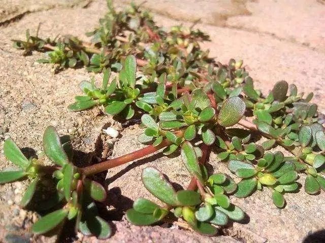 提醒：生活中常见的这五个野菜，或要少吃，建议别再当成宝