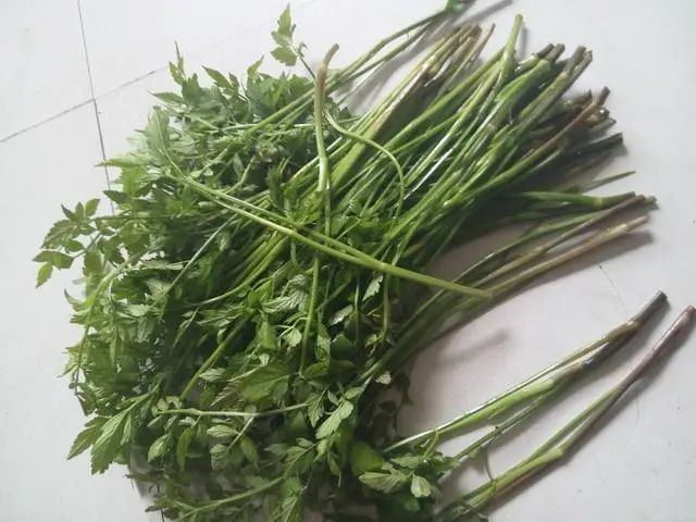 提醒：生活中常见的这五个野菜，或要少吃，建议别再当成宝