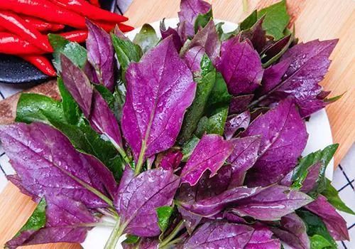 提醒：生活中常见的这五个野菜，或要少吃，建议别再当成宝