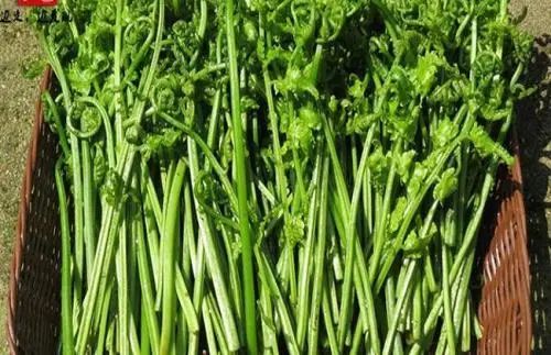 提醒：生活中常见的这五个野菜，或要少吃，建议别再当成宝