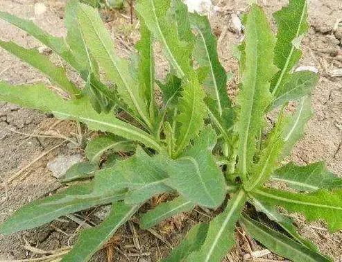 提醒：生活中常见的这五个野菜，或要少吃，建议别再当成宝