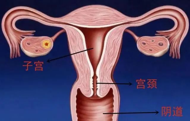5种水果或会伤害女性子宫，建议少吃，常吃这四物或可以暖宫