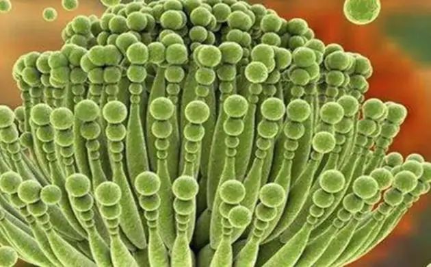 提醒：6种食物不建议常放冰箱，或会滋生黄曲霉毒素