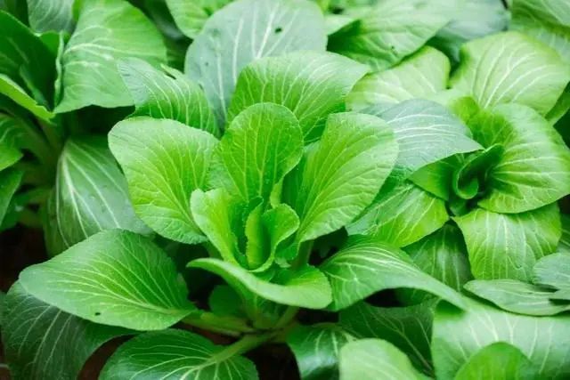 提醒：6种食物不建议常放冰箱，或会滋生黄曲霉毒素